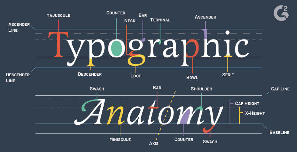 typographic anatomy